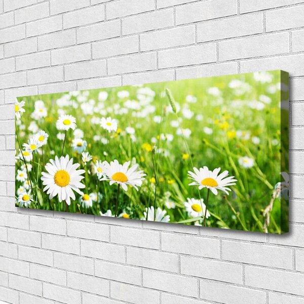 Obraz na plátne Sedmokráska kvet rastlina 125x50 cm