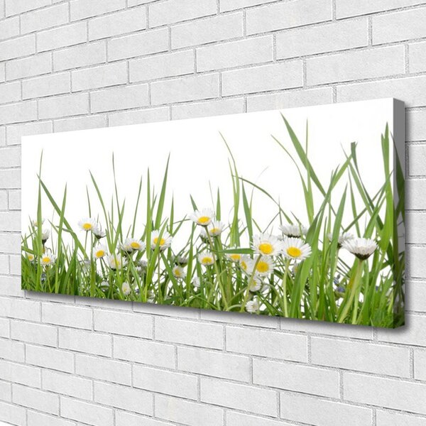 Obraz na plátne Tráva sedmokrásky príroda 125x50 cm