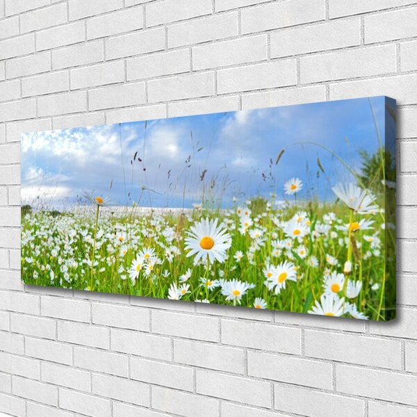 Obraz na plátne Lúka sedmokrásky príroda 125x50 cm
