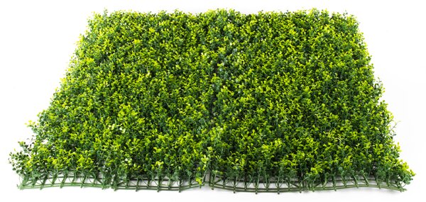 Umelý živý plot Hawaj Buxus High žltý stena 100 x 100 cm