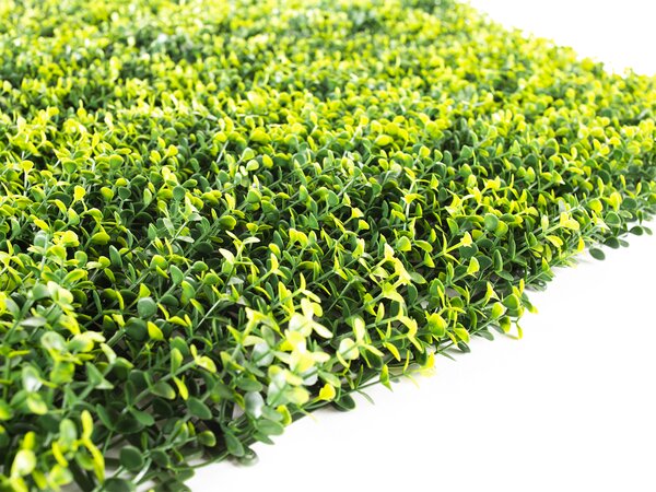 Umelý živý plot Hawaj Buxus High žltý stena 100 x 100 cm