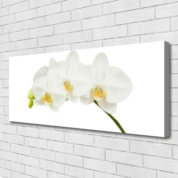 Obraz Canvas Orchidea výhonky kvety príroda 125x50 cm