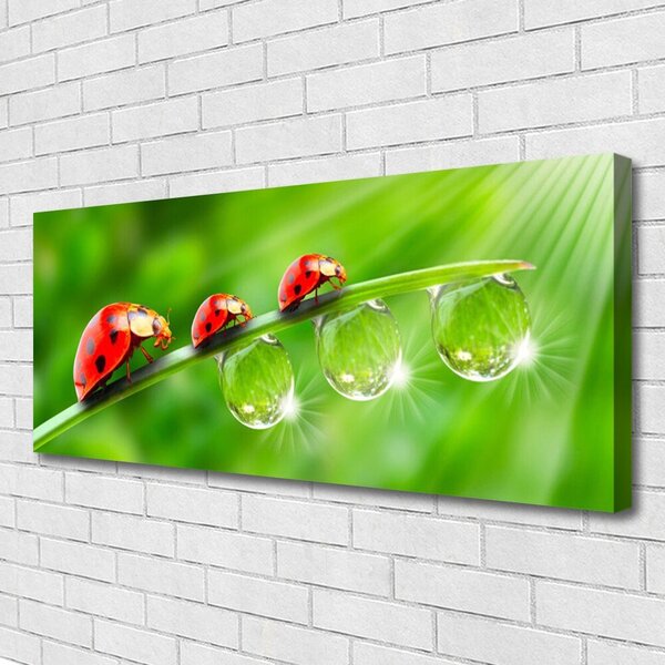Obraz Canvas Lienky na listu kvapky 125x50 cm