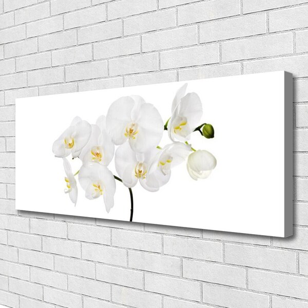 Obraz Canvas Biela orchidea kvety 125x50 cm