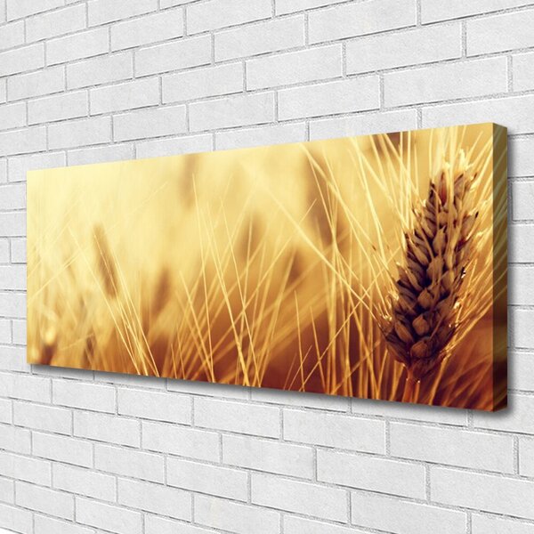 Obraz Canvas Pšenica rastlina príroda 125x50 cm