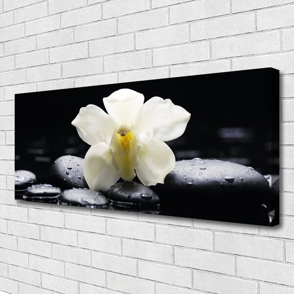 Obraz Canvas Kvet kamene rastlina 125x50 cm