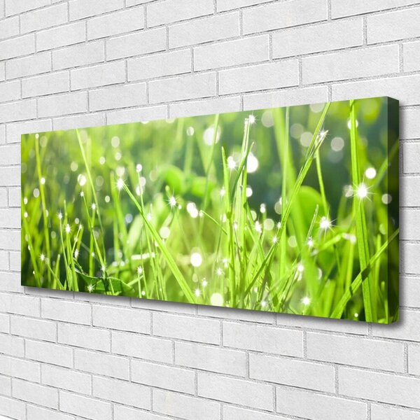 Obraz Canvas Tráva rastlina príroda 125x50 cm