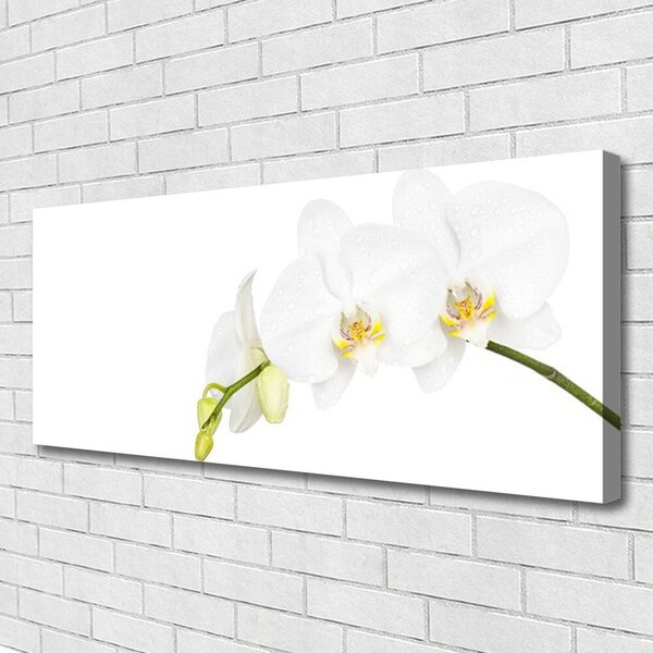Obraz Canvas Kvety rastlina príroda 125x50 cm