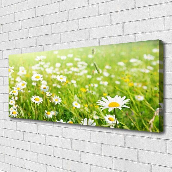 Obraz na plátne Lúka sedmokrásky príroda 125x50 cm