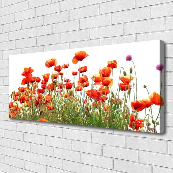 Obraz Canvas Maky rastlina príroda 125x50 cm