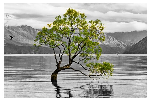 Obraz stromu uprostred jazera (90x60 cm)