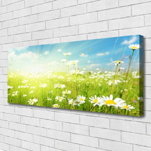 Obraz na plátne Lúka sedmokrásky príroda 125x50 cm