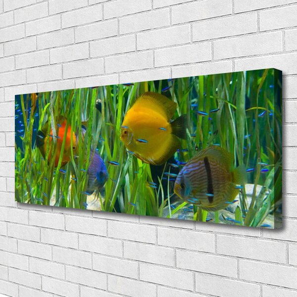 Obraz Canvas Ryba riasy príroda 125x50 cm