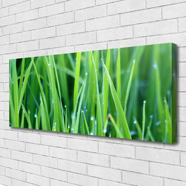 Obraz Canvas Tráva kvapky rastlina príroda 125x50 cm