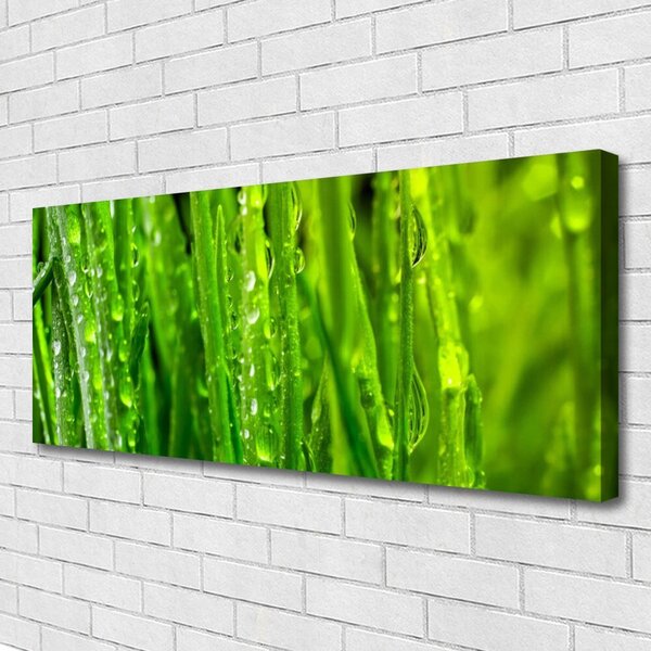 Obraz Canvas Tráva rastlina príroda 125x50 cm