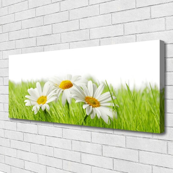 Obraz Canvas Sedmokráska kvety rastlina 125x50 cm