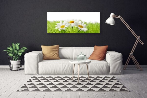 Obraz Canvas Sedmokráska kvety rastlina 125x50 cm