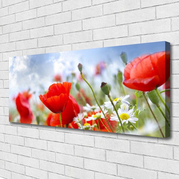 Obraz Canvas Maky sedmokrásky kvety 125x50 cm