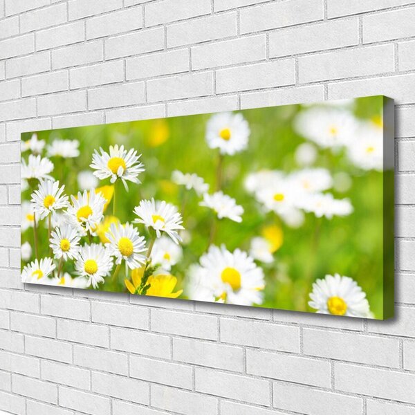 Obraz Canvas Sedmokráska kvet rastlina 125x50 cm