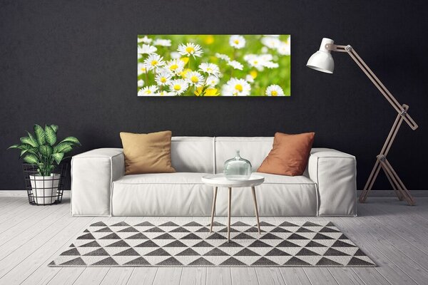 Obraz Canvas Sedmokráska kvet rastlina 125x50 cm