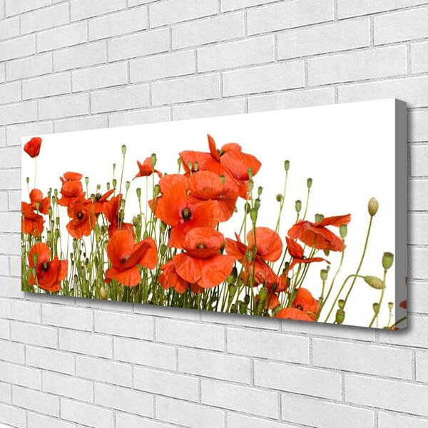 Obraz na plátne Maky rastlina príroda 125x50 cm