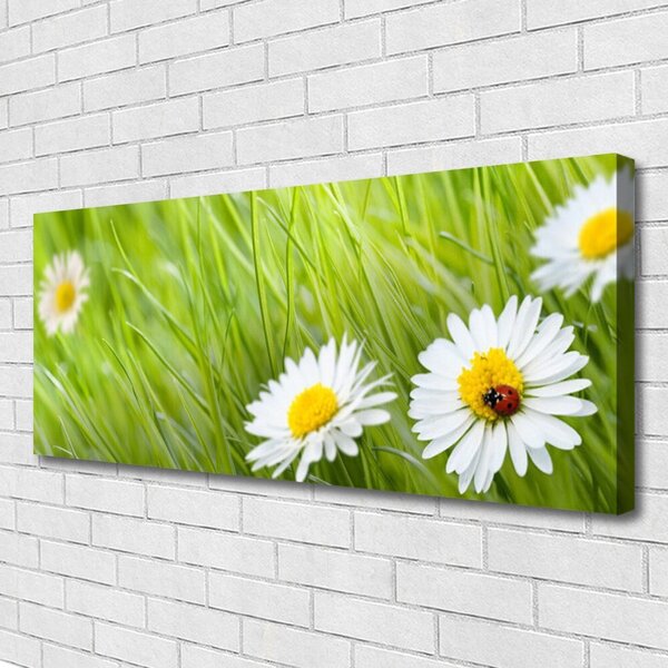 Obraz na plátne Tráva sedmokrásky príroda 125x50 cm