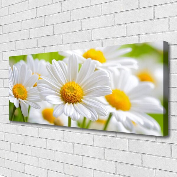 Obraz Canvas Sedmokrásky rastlina príroda 125x50 cm