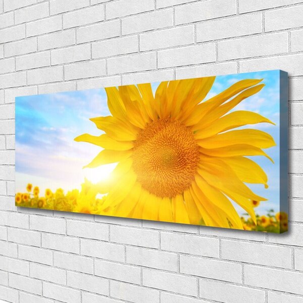 Obraz Canvas Slnečnica kvet slnko 125x50 cm