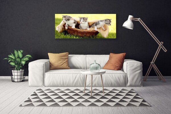 Obraz Canvas Mačky zvieratá 125x50 cm