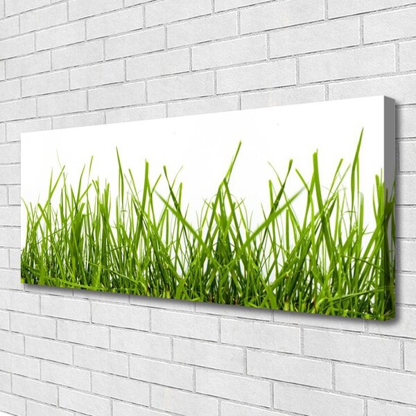 Obraz Canvas Tráva príroda rastlina 125x50 cm