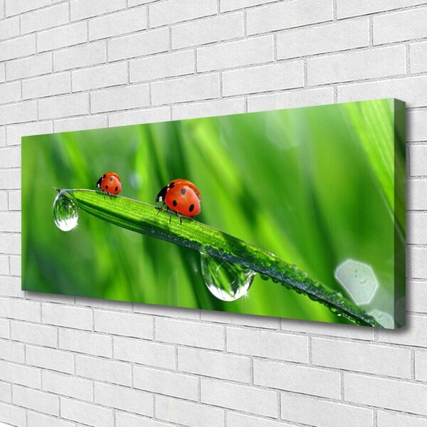 Obraz Canvas Lienka tráva kvapky 125x50 cm