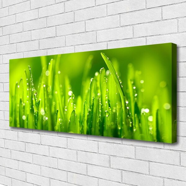 Obraz Canvas Zelená tráva kvapky rosy 125x50 cm