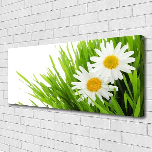 Obraz Canvas Sedmokráska kvet príroda 125x50 cm