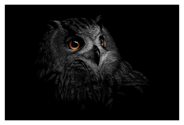 Obraz - Sova, ilustrácie (90x60 cm)