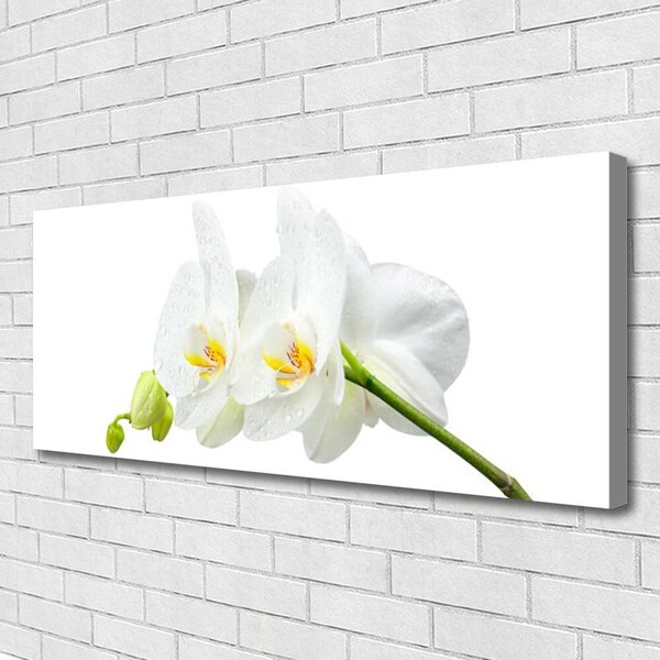 Obraz Canvas Plátky kvet bíla orchidea 125x50 cm