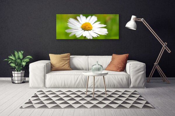 Obraz Canvas Sedmokráska rastlina príroda 125x50 cm