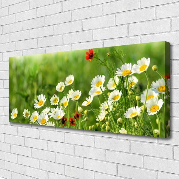 Obraz Canvas Sedmokráska rastlina príroda 125x50 cm
