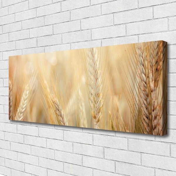 Obraz Canvas Pšenica rastlina príroda 125x50 cm