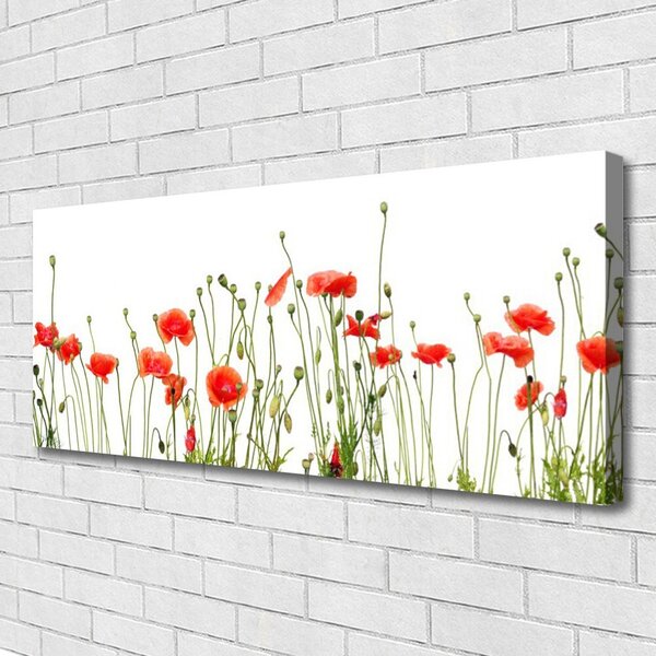Obraz Canvas Maky rastlina príroda 125x50 cm
