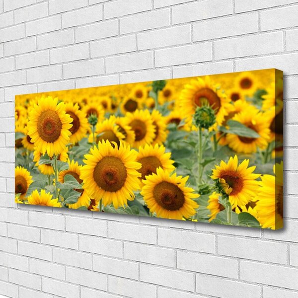 Obraz Canvas Slnečnica rastlina príroda 125x50 cm