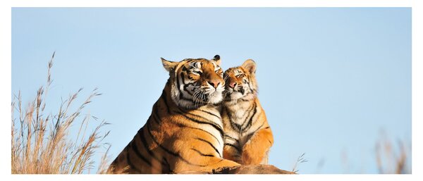 Obraz - Tigrice a jej mláďa (120x50 cm)
