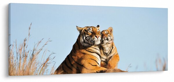 Obraz - Tigrice a jej mláďa (120x50 cm)