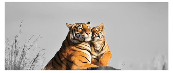 Obraz - Tigrice a jej mláďa, čiernobiely variant (120x50 cm)