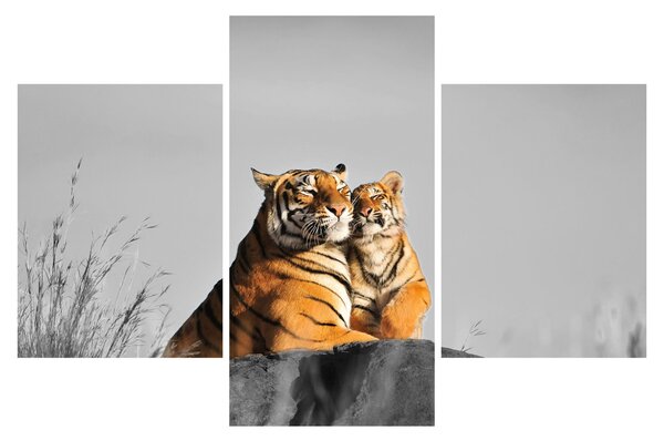 Obraz - Tigrice a jej mláďa, čiernobiely variant (90x60 cm)
