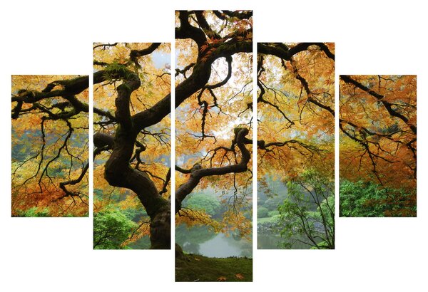 Obraz žltého japonského javora, Portland, Oregon (150x105 cm)