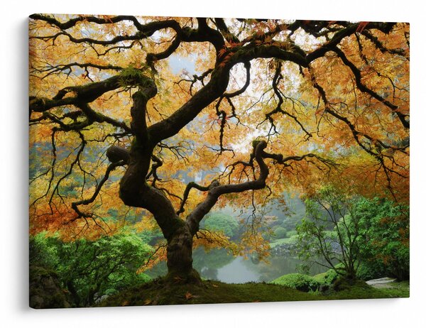 Obraz žltého japonského javora, Portland, Oregon (70x50 cm)