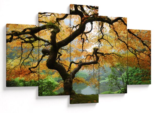 Obraz žltého japonského javora, Portland, Oregon (150x105 cm)