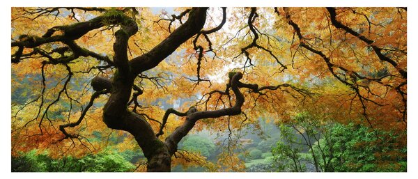 Obraz žltého japonského javora, Portland, Oregon (120x50 cm)