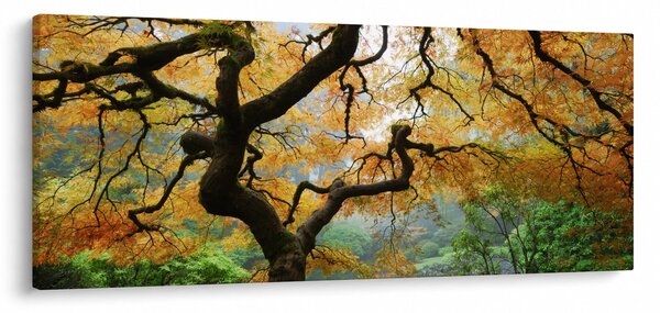 Obraz žltého japonského javora, Portland, Oregon (120x50 cm)