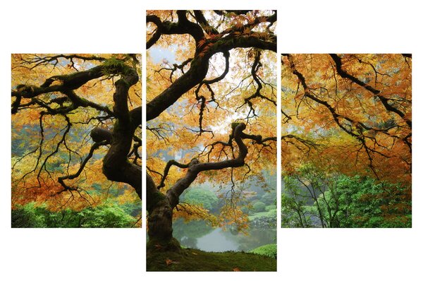 Obraz žltého japonského javora, Portland, Oregon (90x60 cm)